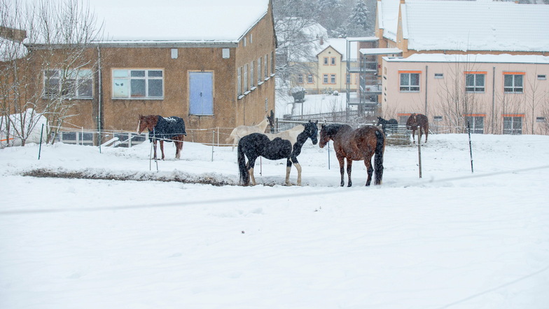 Im Schneegestöber: Pferde auf einer Weide in Sebnitz.