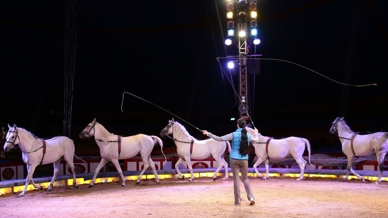 Jana Lacey-Krone übt beim Training während des Gastspiels des Circus Krone in Zwickau mit fünf weißen Araberhengsten das Traben durch die Manege.