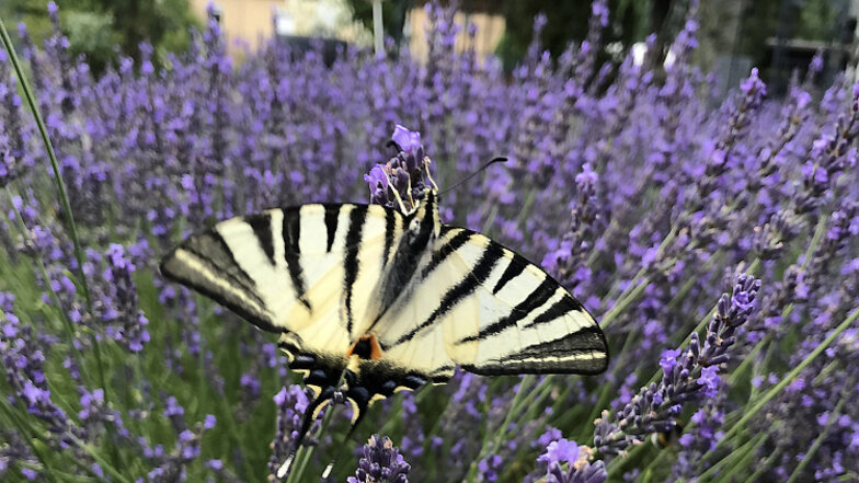 Im Garten von Yvonne Müller an der Eisenwerkstraße in Bernsdorf gedeiht nicht nur Lavendel prächtig. Hier fühlen sich auch Schmetterlinge wohl.