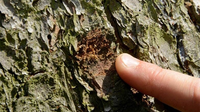 Braunes Bohrmehl als erstes Anzeichen Ein Zeichen dafür, dass der Borkenkäfer einen Baum befallen hat, ist das braune Bohrmehl. Dies entsteht, wenn der Käfer sich durch die Rinde bohrt.