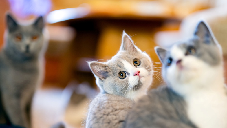 Vier dieser Britisch-Kurzhaar-Kätzchen wohnen derzeit bei Marlis Krause. "Mit der Rasselbande ist manchmal ganz schön was los im Wohnzimmer", sagt sie.