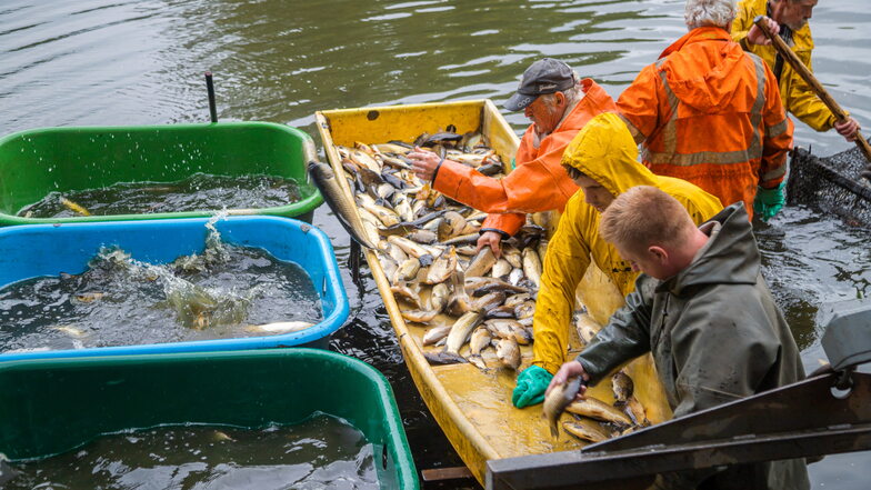 Die Teichwirtschaft Petershain hat jetzt vorzeitig den Wiedholzteich bei Kosel abgefischt.
Die hauptsächlich hier schwimmenden Emmafische sollten eigentlich erst im November herausgeholt werden. Doch die Kundennachfrage ist so groß.