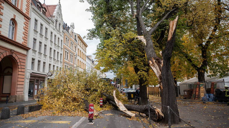 Auf der Elisabethstraße in Görlitz hielten diese Bäume dem starken Wind nicht stand.