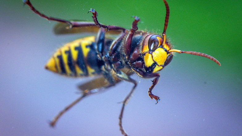 Haut ab! Fünf Tipps für den Umgang mit Wespen