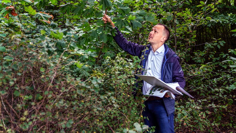 "Alles voller Spitzahorn", sagt Claudius Wecke, der Gartenbereichsleiter bei Schlösser, Burgen und Gärten Sachsen und zeigt auf die Bäume.