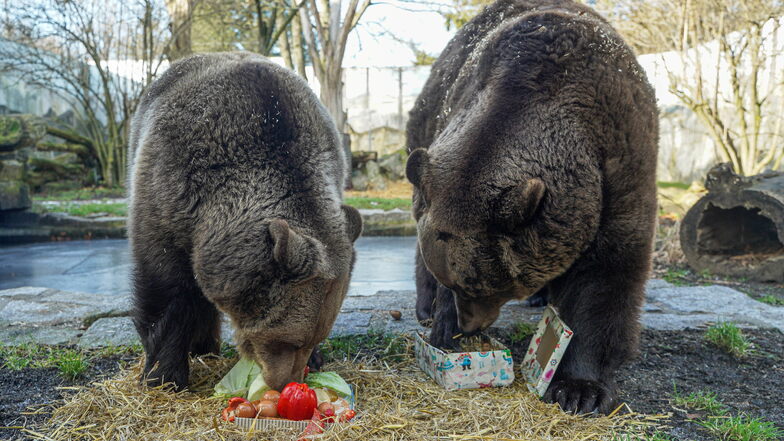 Die Braunbärin Jane (l.) und Braunbär Balu sind die Lieblinge im Tierpark Bischofswerda. Ab 1. April hebt die Einrichtung die Eintrittspreise an.