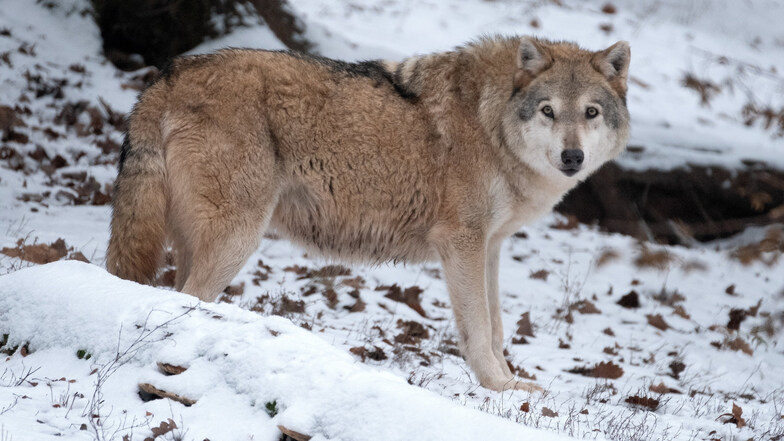 Dieser Wolf kann nicht unter die Räder geraten. Er lebt in einem , Gehege in Baden-Württemberg.