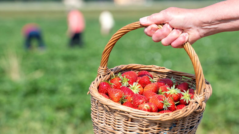 Erdbeer-Selbstpfluecke beim Obstbau Görnitz endet mit der Lieblingsorte vieler: der spätesten Sorte "Malwina".