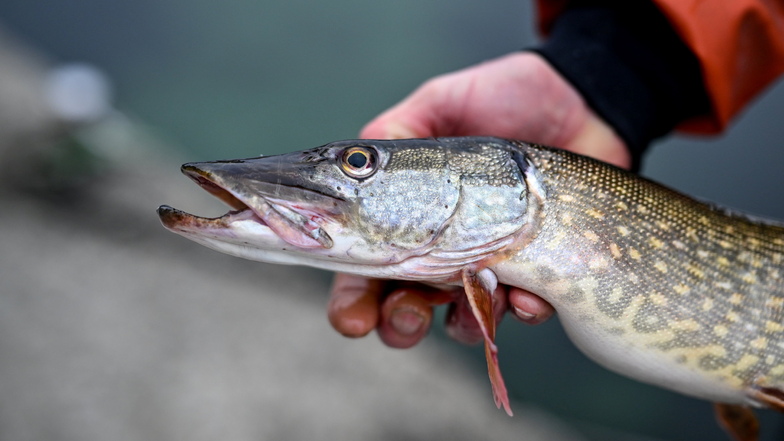 Ein frisch gefangener Hecht. Dieser Raubfisch ist im Unterschied zu Zandern oder Welsen in der Elbe eher selten. Die Schadstoffbelastung der Raubfische ist jedoch höher als bei den Freiwasserarten.