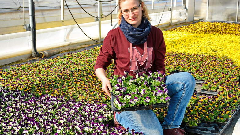 Jacqueline Schlehahn von der Gärtnerei Hennig in Lommatzsch präsentiert Frühjahrsblüher. Seit Montag dürfen auch wieder Gärtnereien und Gartenmärkte öffnen.