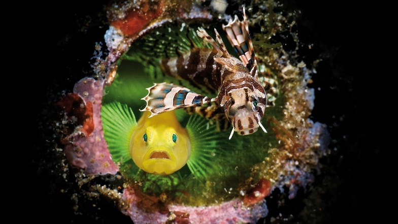 Gucken aus der Röhre: Gelbe Korallengrunde und Feuerfisch. Eines der Siegerbilder in der Ausstellung „Leben unter Wasser.
