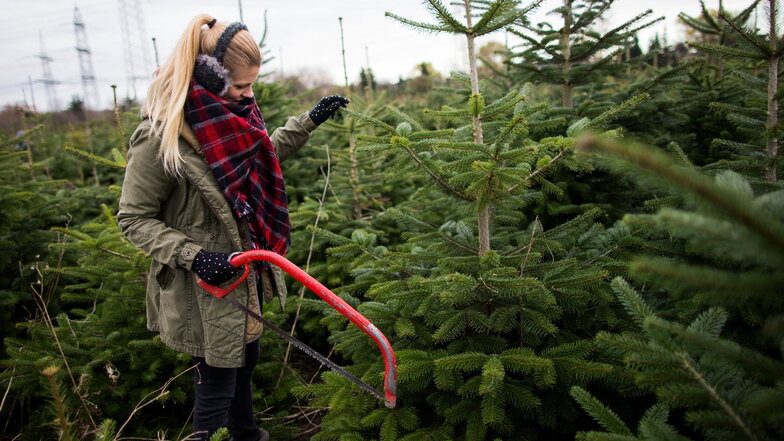 Eigene Säge ist erwünscht, ein Mundschutz obligatorisch beim Selbstschlagen der Weihnachtsbäume im Sachsenforst.