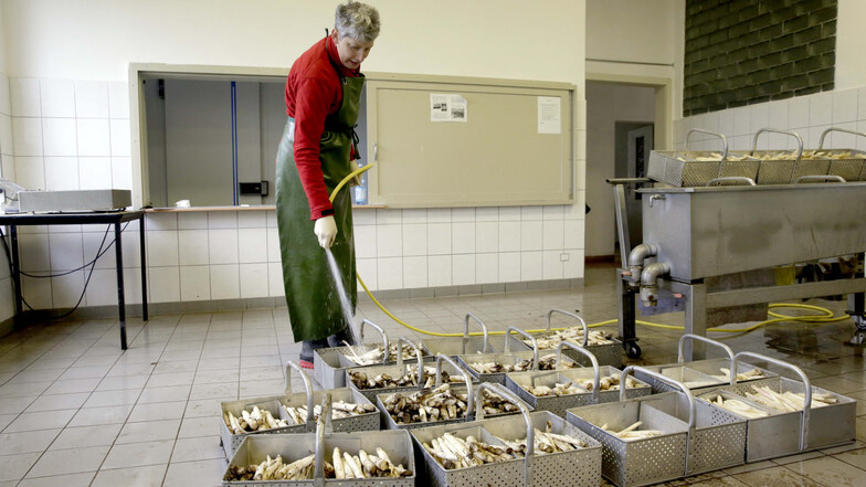 In der Spargelaufbereitung kommt das „weiße Gold“ direkt vom Feld an. Zuerst säubert Karina Rietscher die Stangen grob, bevor sie in der Sortiermaschine landen.