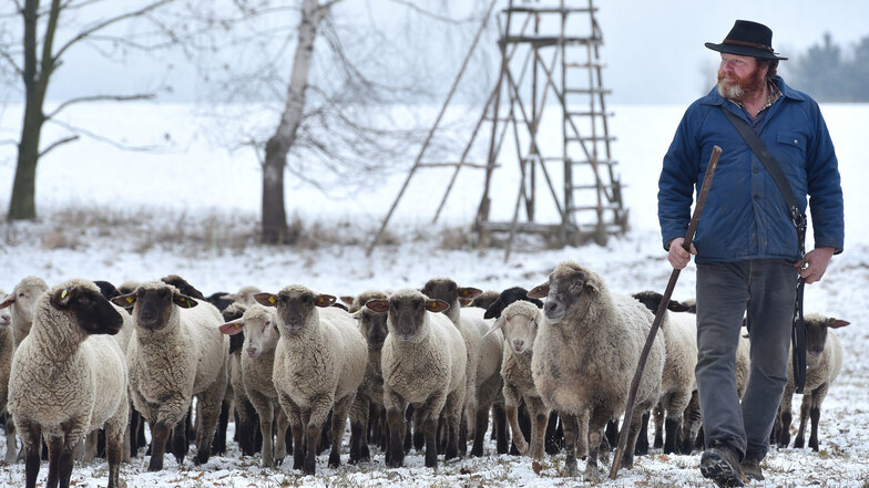 Landwirt Gunter Franze führt seine Schafe noch so lange wie möglich auf die Weide. Winterfutter ist knapp.
