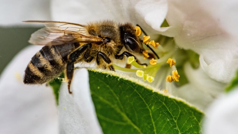 Eine Biene sammelt in der Blüte eines Apfelbaums Nektar.