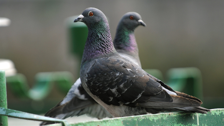 Tauben sorgen in Städten immer wieder für Ärger - wegen ihrer stinkenden Hinterlassenschaften.