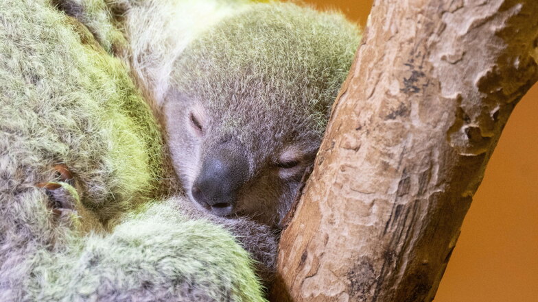 Das Koala-Jungtier ist meist nah an seine Mama Eerin gekuschelt, doch Besucher können es in der Schauanlage beobachten.