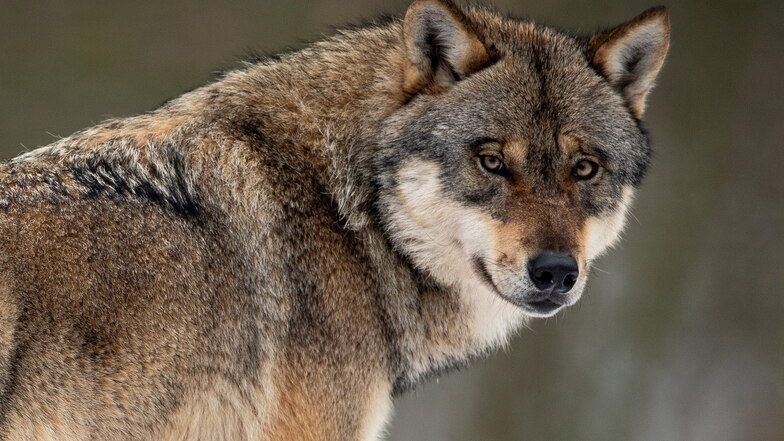 Ein Jäger hat einen geschützten Wolf getötet, wurde vor Gericht aber freigesprochen.