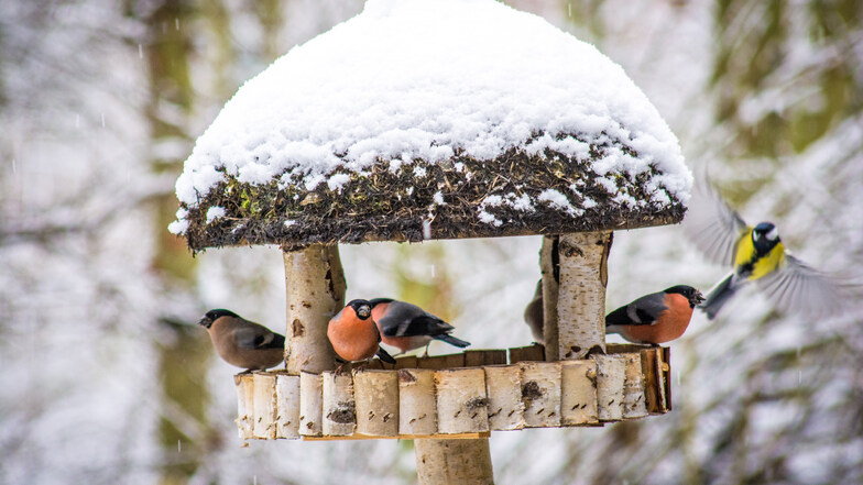 LandMAXX versorgt Klein und Groß: mit Vogelhäusern und passendem Futter kommen die Vögel gut über den Winter und die Beobachtung wird zum Familienevent.