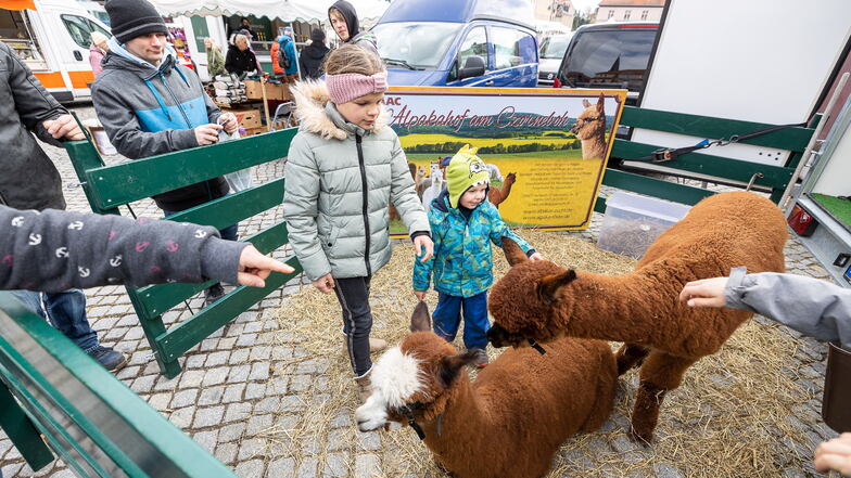 Lilly und Florian haben sich gefreut, dass auch die Alpakas vom Alpakahof am Czorneboh in Hochkirch nach Wilsdruff gekommen sind.