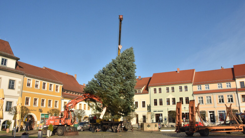 Schön gewachsen ist die Coloradotanne, die am Dienstagmorgen auf dem Hoyerswerdaer Markt als Weihnachtsbaum aufgestellt wurde.
