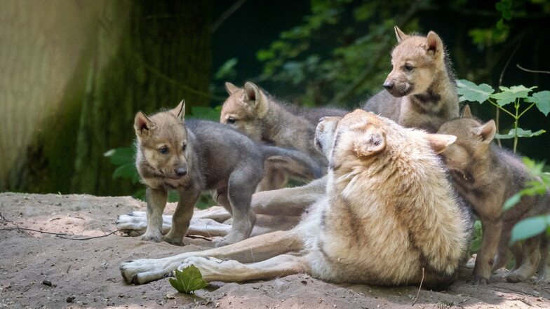 In der Dresdner Heide haben Spaziergänger Anfang August drei geschwächt wirkende Wolfswelpen gefunden. Sie litten offenbar an Parvovirose. Dieser Virus kann auch Hunde befallen.