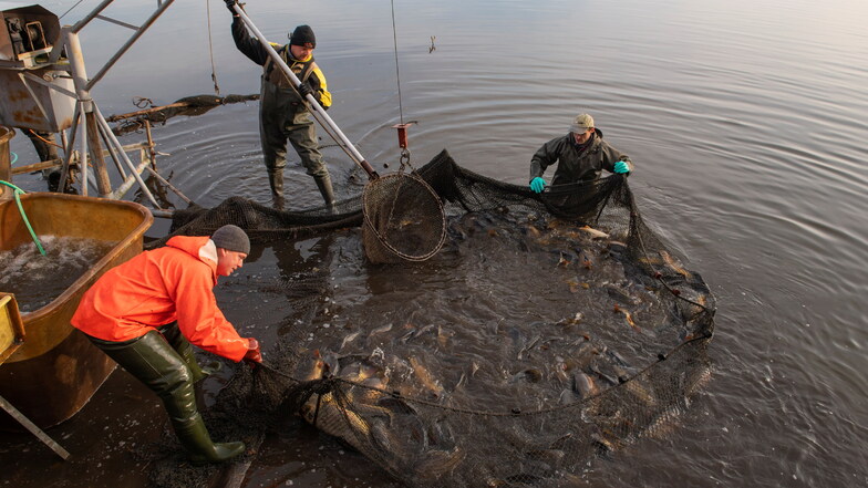 Jens Hillig, Jens Throne und Lucas Piesold holen die gefischten Karpfen aus dem Netz im Oberteich bei Würschnitz.