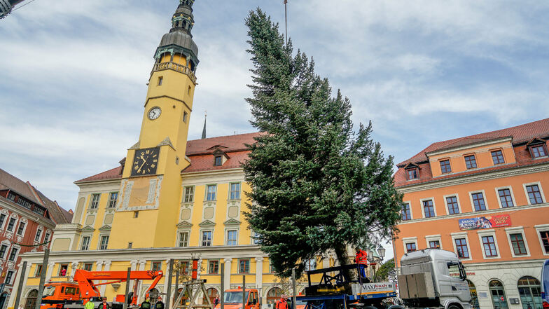 Mit Sattelzug und Kran wurde der diesjährige Weihnachtsbaum am Montag auf dem Hauptmarkt in Bautzen aufgestellt. Er ist etwa 14 Meter hoch.