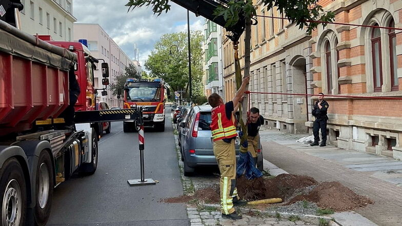 In Dresden-Pieschen gräbt die Feuerwehr einen Baum aus, damit er nicht umstürzt.