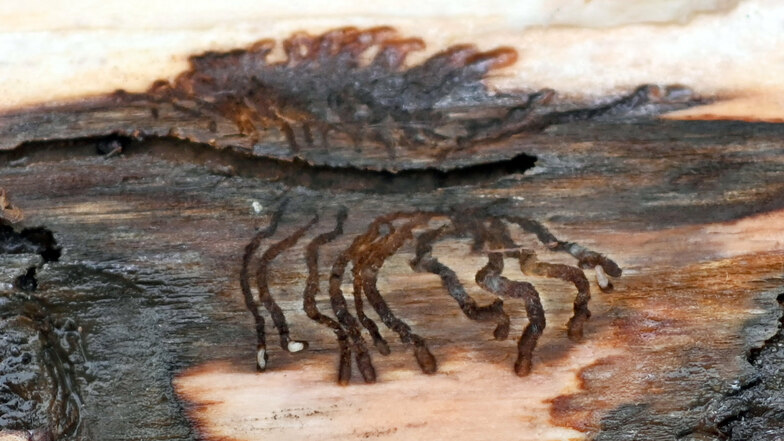 Borkenkäferlarven haben ein Muster in die Rinde eines Baumes gefressen.