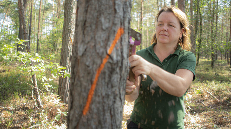 Mit einem Bügelschaber löst Katharina Winkler, Leiterin des Forstreviers Bernsdorf, einen Teil der Kiefernrinde. So kann die Forstingenieurin den Borkenkäferbefall bestimmen.