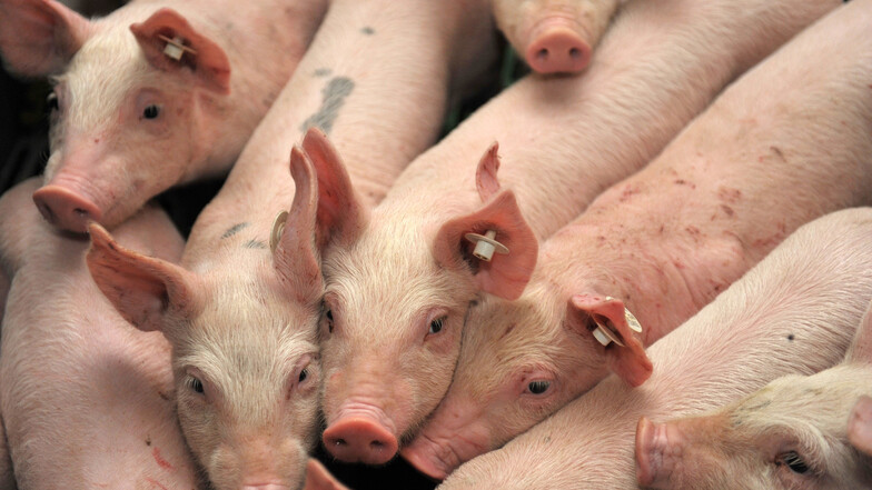 In Stolpern will ein Unternehmer statt 4.000 Schweinen bald 14.500 Ferkel unterbringen,