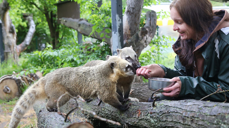 Tierpflegerin Yvonne Luger füttert die Nasenbären.