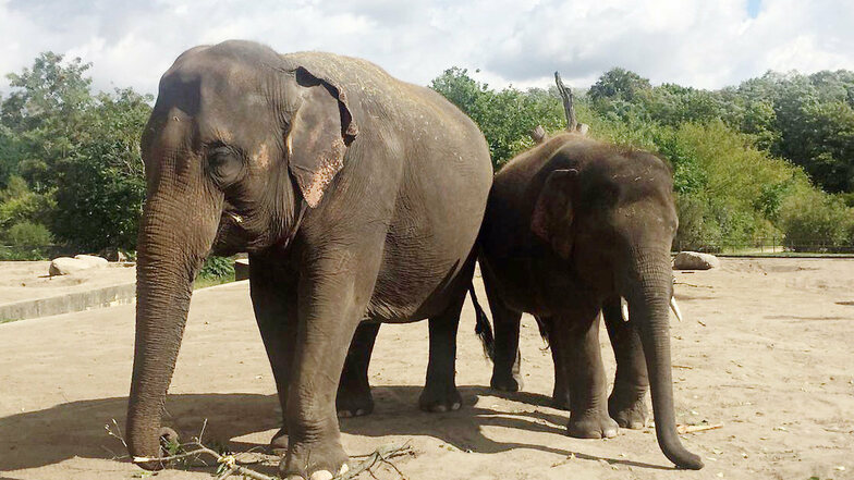 Mutter Kewa mit Jungbulle Edgar sind zwei der fünf Elefanten, die von Berlin nach Leipzig ziehen.