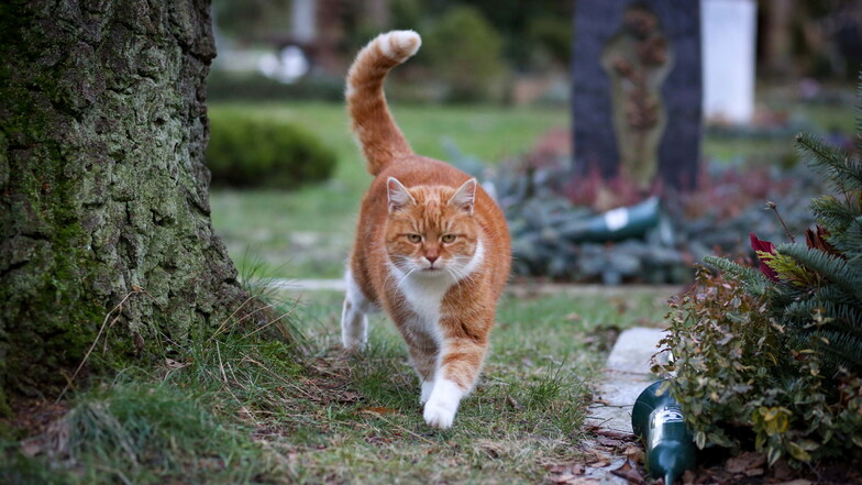 Katze Bommel auf ihrem Rundgang über den Friedhof St. Just in Kamenz. Sie fehlt bei keiner Beerdigung.