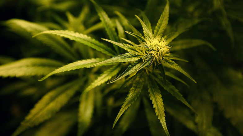 14 Cannabispflanzen sind in Dresden von der Polizei sichergestellt worden.