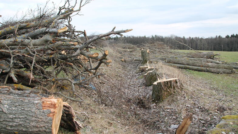 Auf einer von der Dresdner Vorgebirgs Agrar AG bewirtschafteten Fläche an der B 170 bei Karsdorf sind jetzt Bäume gefällt und zerkleinert worden.