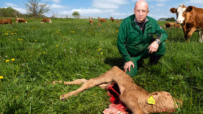 Landwirt Matthias Hennig ist in Sorge: Er hält in Lotzdorf 50 Mutterkühe und 42 Kälber. Am Dienstagvormittag fand er eines seiner Kälber tot auf der Weide. Es wurde höchstwahrscheinlich von einem Wolf gerissen.