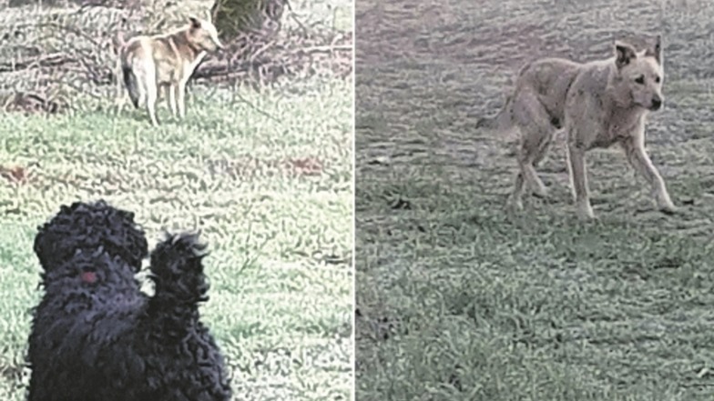 Am Stadtrand von Bautzen sind diese beiden Fotos entstanden. Ein Spaziergänger hat die Schnappschüsse gemacht. Doch was ist darauf zu sehen? Ein Wolf oder ein Hund? Die SZ hat bei zwei Experten nachgefragt.