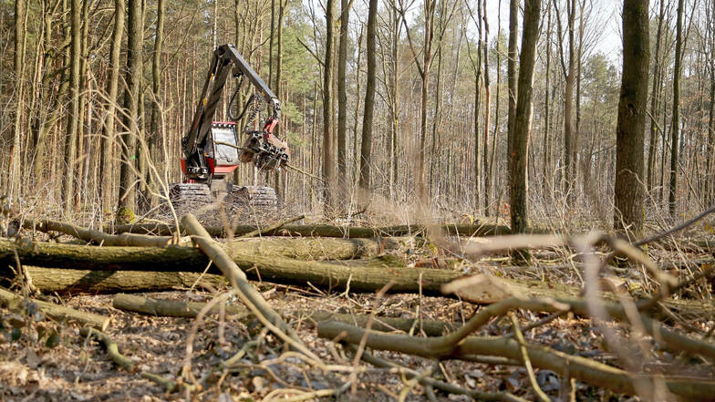 Ein Forstmitarbeiter arbeitet mit einem Harvester bei der Holzernte im staatlichen Forstrevier Collm.
