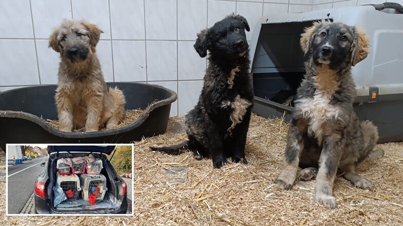 Nach Welpen-Schmuggel im Rumänien-Porsche: Hunde werden in Deutschland aufgepäppelt
