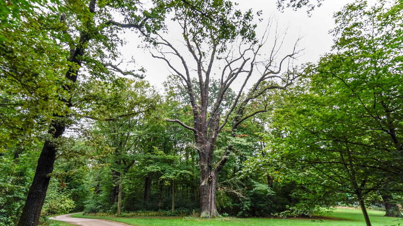 Diese stattliche Eiche im Großen Garten ist am Ende ihres Lebens: Nur ein kleiner Ast hat noch Blätter (rechts). Immer mehr alte Bäume sterben ab.