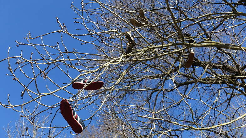 Warum werden in Döbeln alte Schuhe in Bäumen entsorgt?