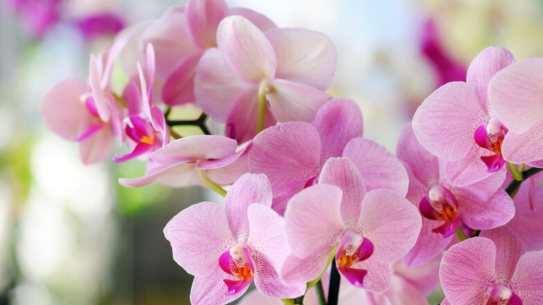 Mit der größten Orchideenschau Europas, der Internationalen Orchideenwelt, erleben Sie eine der größten und bedeutendsten Orchideenschauen Europas – ein Zauber aus hunderttausenden Blüten, beeindruckend und abenteuerlich arrangiert.
