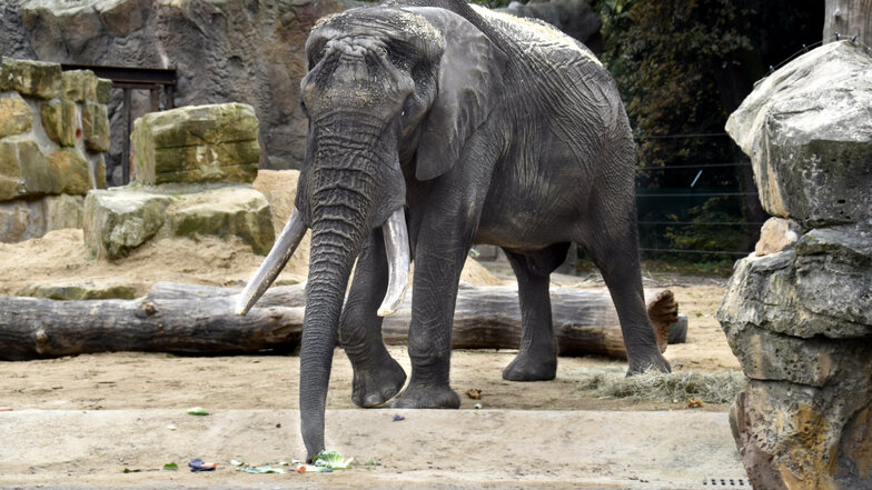 Zoo Dresden: Elefant Tonga erkundet sein Revier