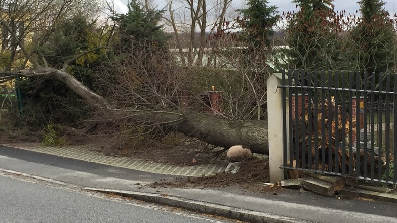 Nicht auf die Straße, aber auf die benachbarte Grundstückseinfahrt knickte ein Baum in Pratzschwitz.