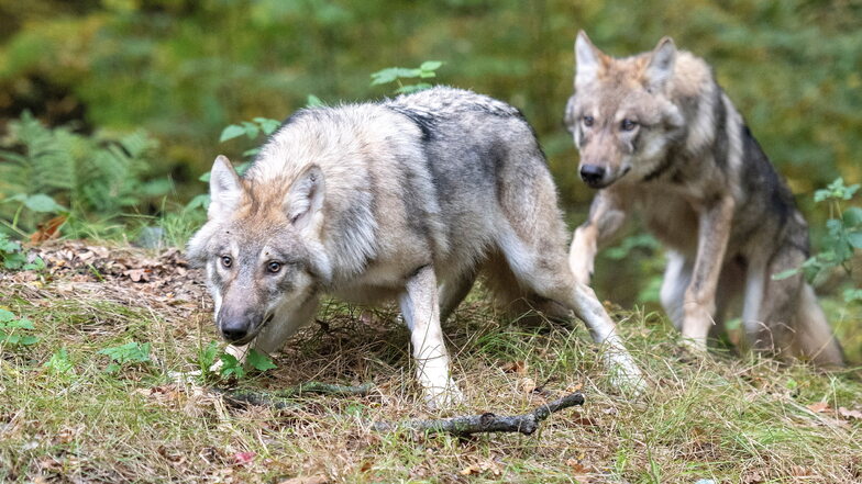 Warum starben zwei Wölfe auf dem Weg ins Moritzburger Wildgehege?