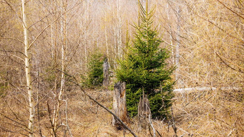 Verfechter von Prozessschutzflächen wollen durch die stillgelegten Wälder herausfinden, welche Baumarten sich auf natürliche Art durchsetzen. Sie rechnen beispielsweise mit Weißtannen oder Rotbuchen.