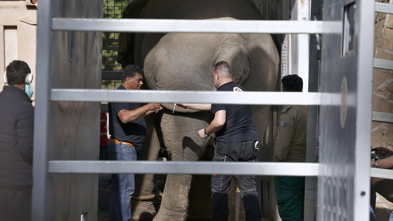 Tierärzte der Tierschutzorganisation "Vier Pfoten" geben dem Elefanten Kaavan vor seiner Reise nach Kambodscha eine Spritze.