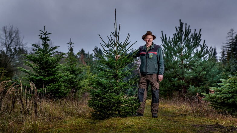 2.000 Weihnachtsbäume in der Heide verdorrt: Sachsenforst kämpft mit Trockenheit